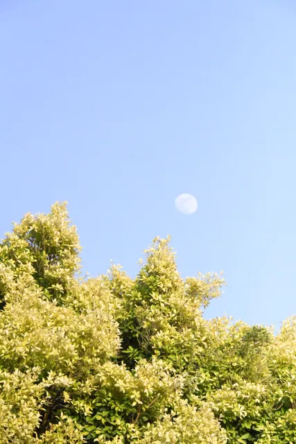 圣诞节 7