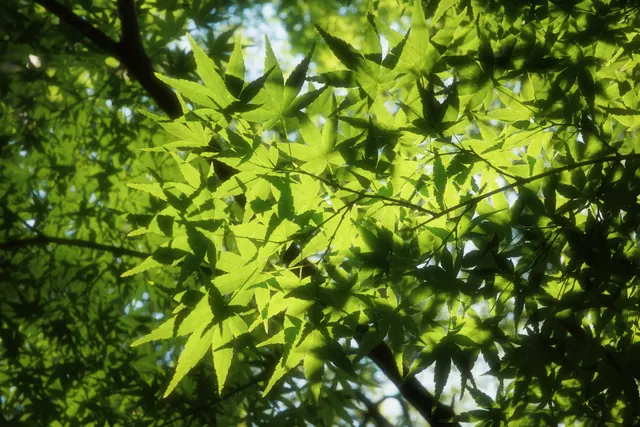 中山植物园 1