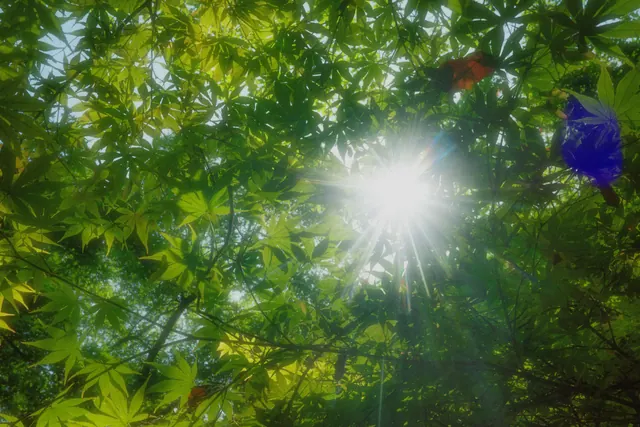 中山植物园 4