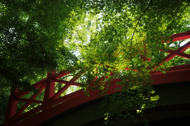 中山植物园 5