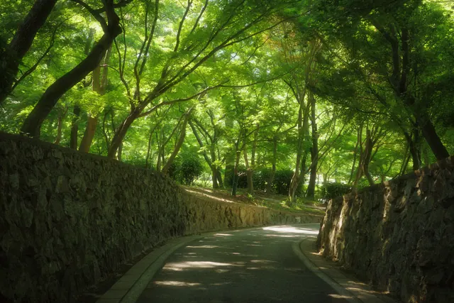 中山植物园 6