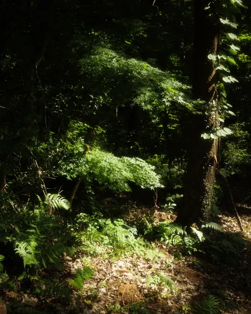 中山植物园 11