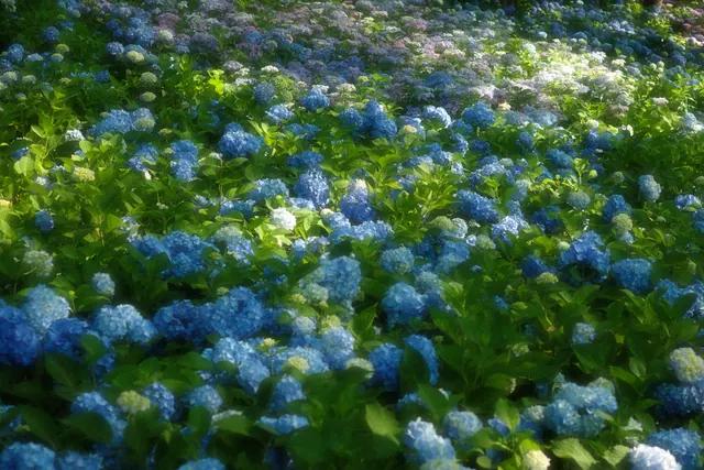 中山植物园 14