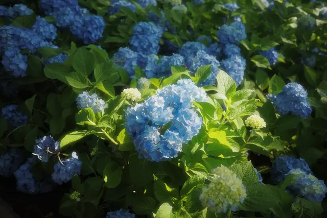 中山植物园 15