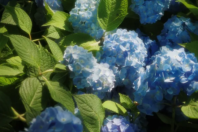 中山植物园 16