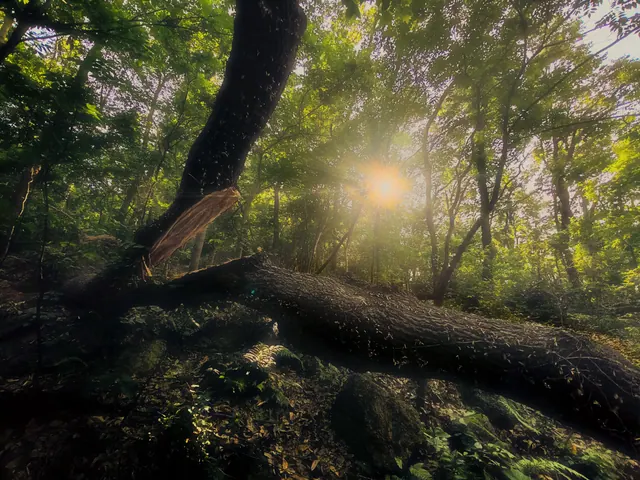 紫金山 1